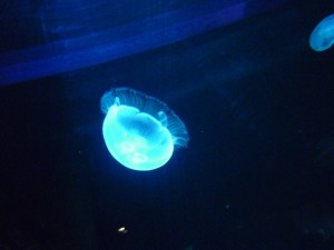 P1030743