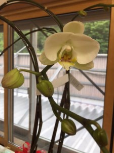 胡蝶蘭 こちょうらん 胡蝶ラン 花が咲いた 事務所OPEN記念 オープン記念 頂き物 私の愛情 植物の力 岡島ハウス産業 住宅事業部 新事務所 岡島ハウス 胡蝶蘭 こちょうらん 胡蝶ラン 花が咲いた 事務所OPEN記念 オープン記念 頂き物 私の愛情 植物の力 岡島ハウス産業 住宅事業部 新事務所 岡島ハウス