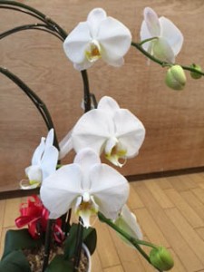 胡蝶蘭 二度目 世話 岡島ハウス 岡島ハウス産業 OKAJIMA 岡島 住宅事業部 リフォーム りふぉーむ 新築 新築二世 リノベーション 感謝 胡蝶蘭 二度目 世話 岡島ハウス 岡島ハウス産業 OKAJIMA 岡島 住宅事業部 リフォーム りふぉーむ 新築 新築二世 リノベーション 感謝