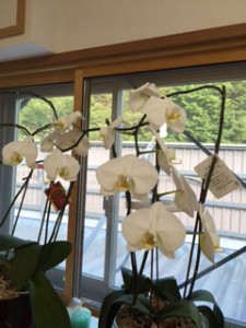 岡島ハウス産業,株式会社岡島ハウス産業,岡島,リフォーム,リノベーション,改修,エクステリア,水廻り,水まわり,水周り,新築,新築二世,新築そっくり,岐阜県,不破郡,関ヶ原町,垂井町,大垣市,上石津町,滋賀県,米原市,旧山東町, 岡島ハウス産業,株式会社岡島ハウス産業,岡島,リフォーム,リノベーション,改修,エクステリア,水廻り,水まわり,水周り,新築,新築二世,新築そっくり,岐阜県,不破郡,関ヶ原町,垂井町,大垣市,上石津町,滋賀県,米原市,旧山東町,