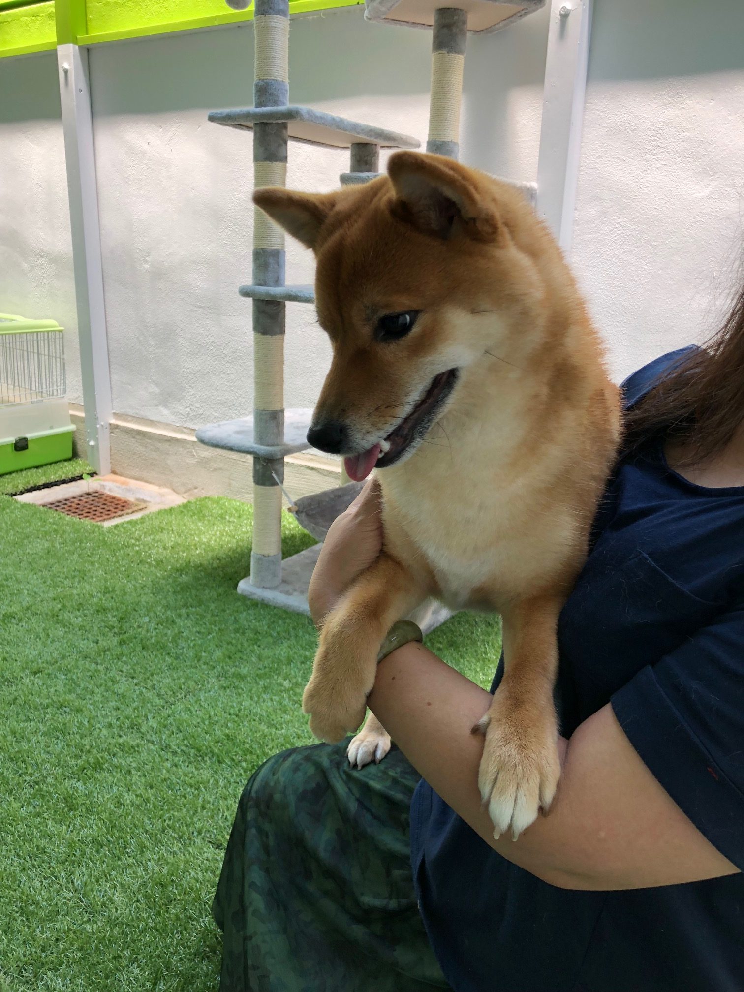 シェアハウス めいちゃん 柴犬 との対面 株式会社岡島ハウス産業